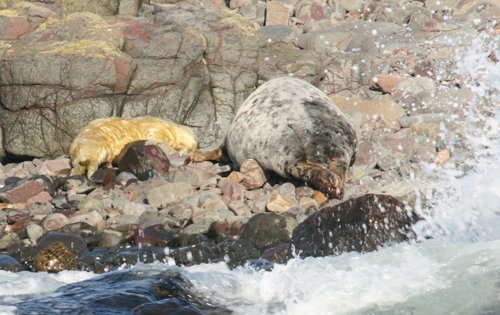 ShielGeorge's tweet photo. Sleepy seal Pup and its mum on the @NTFarneIslands today.  @LancasterJane13 @VisitNland @nationaltrust @NorthEastNT https://t.co/x0nmp5DG1P https://t.co/0GNZTySVl7