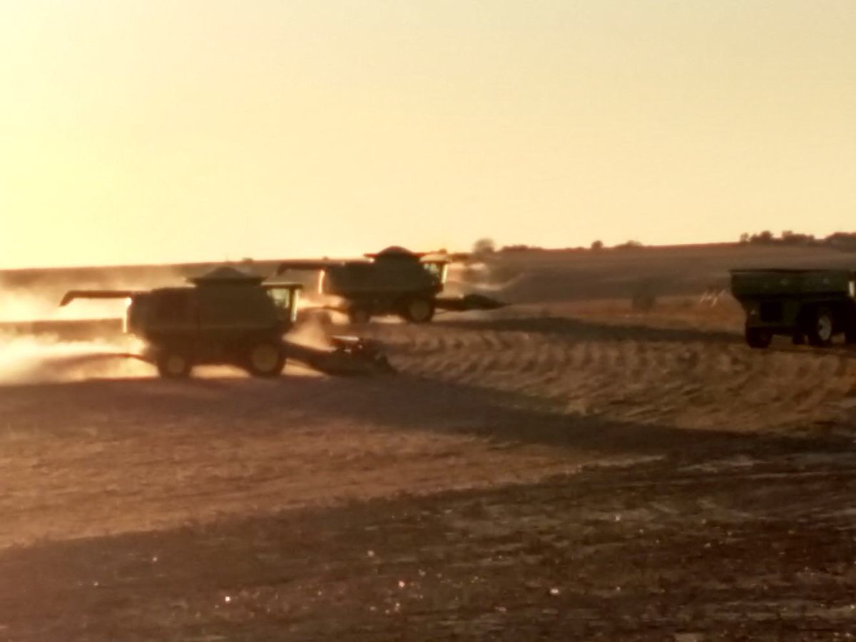 farmernelms's tweet photo. Pretty pictures and #yields that’s what Harvest is all about #PlacedToPerform #contest @HilltopSeeds https://t.co/WYg6aAB3aq
