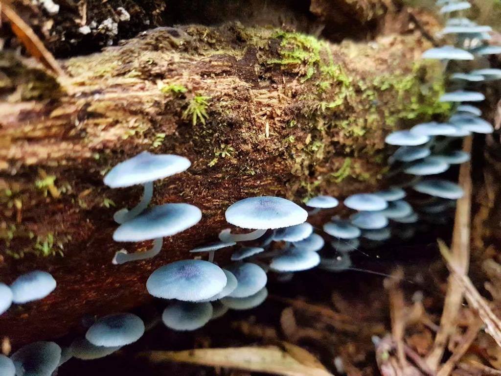 VoyagesInconnus's tweet photo. Cugumelo na serra da tijuca ! #samsungphotography #voyagesinconnus #cugumelo #mushrooms #champignons #bresil #fore… https://t.co/GGEdjrMx1E https://t.co/ufRMnDSRxD
