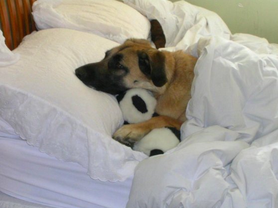 UNILAD's tweet photo. When your alarm goes off for work and you lay in bed contemplating  quitting your job and sleeping til 2019 https://t.co/F0FjS2Y3A2