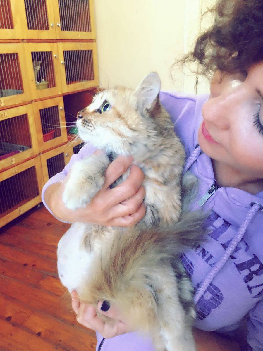 sissi aşırı vegan (icarusvari) Twitter