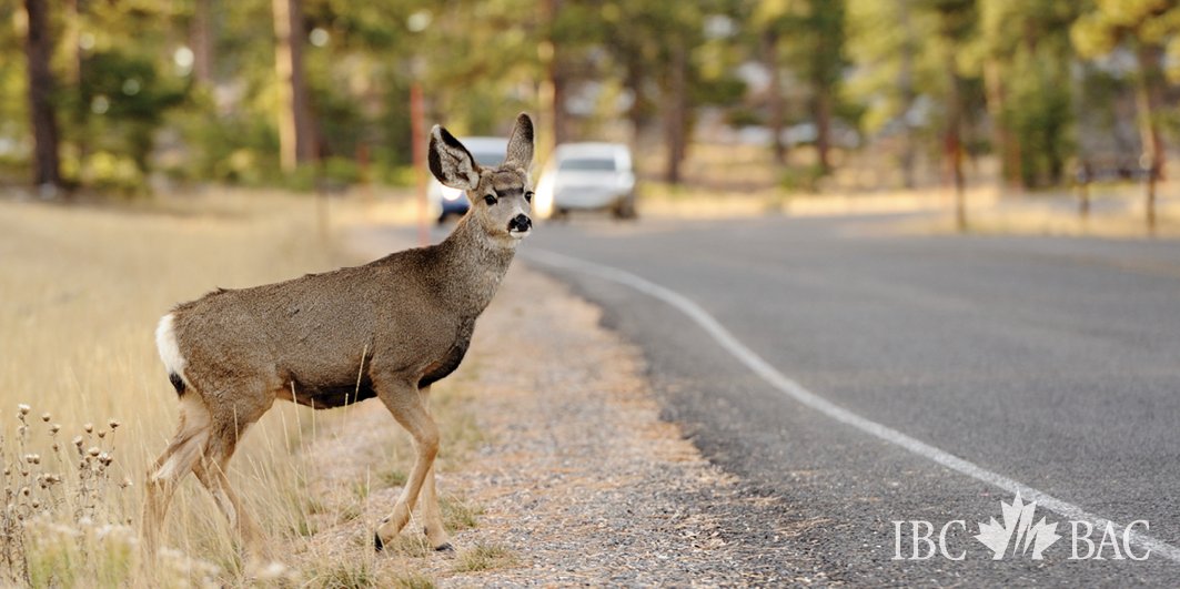 InsuranceBureau's tweet image. Wildlife is most active at dusk and dawn. Keep your eyes peeled on the road. #RoadSafety