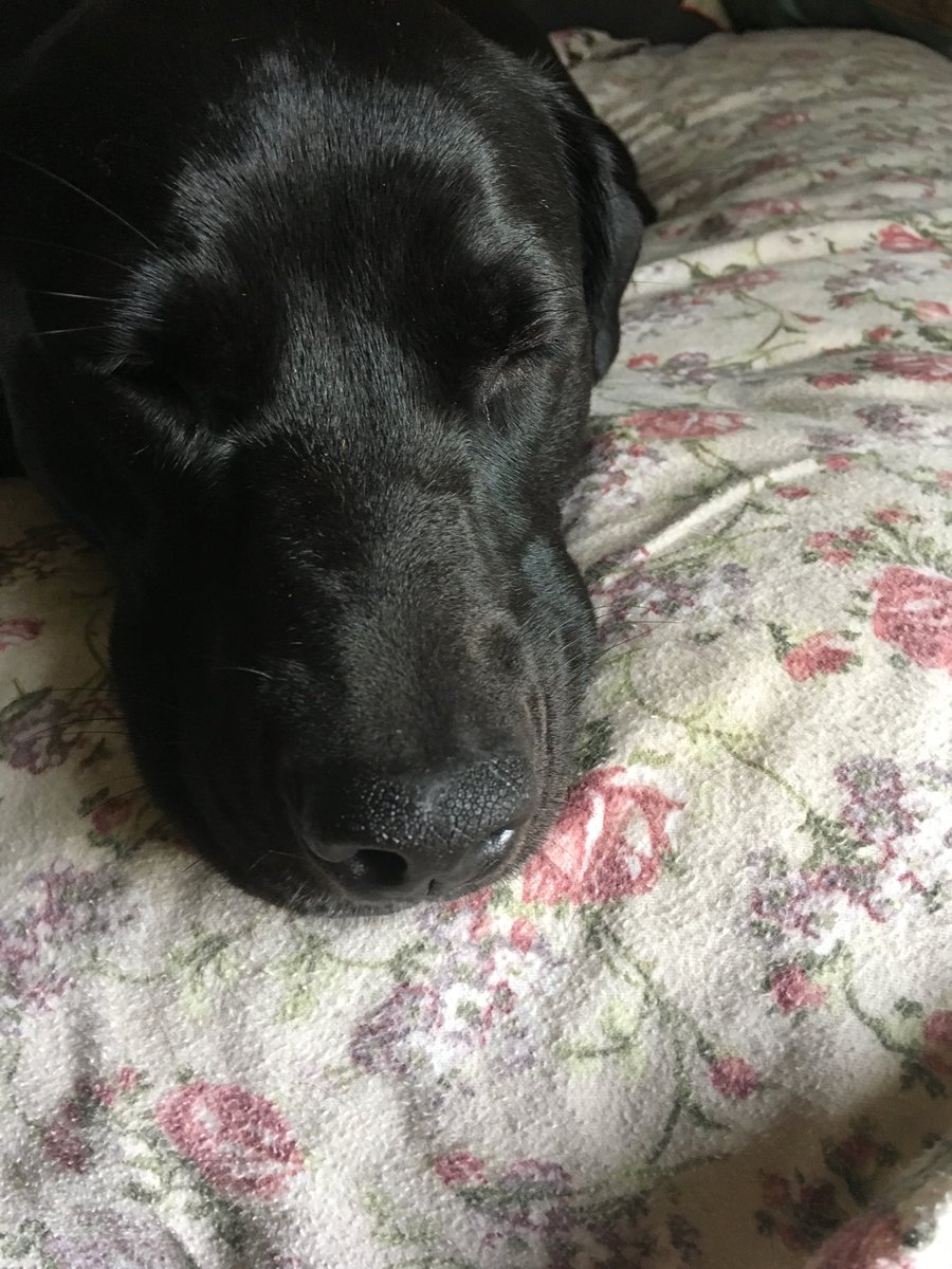 MarCrowls's tweet photo. @CampBowWow #GiveAFetch #snugglebabe https://t.co/MBy56niMAE