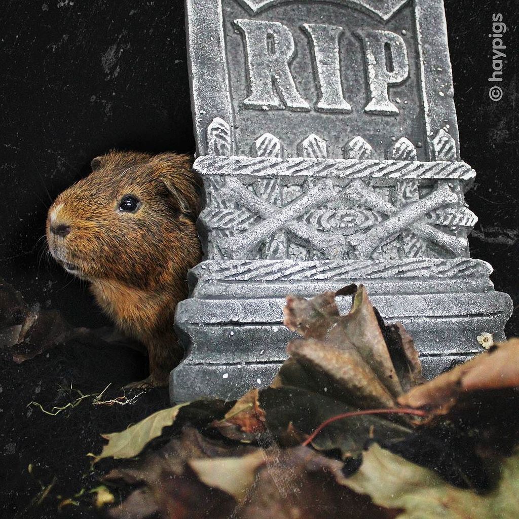 guinea pig gravestone