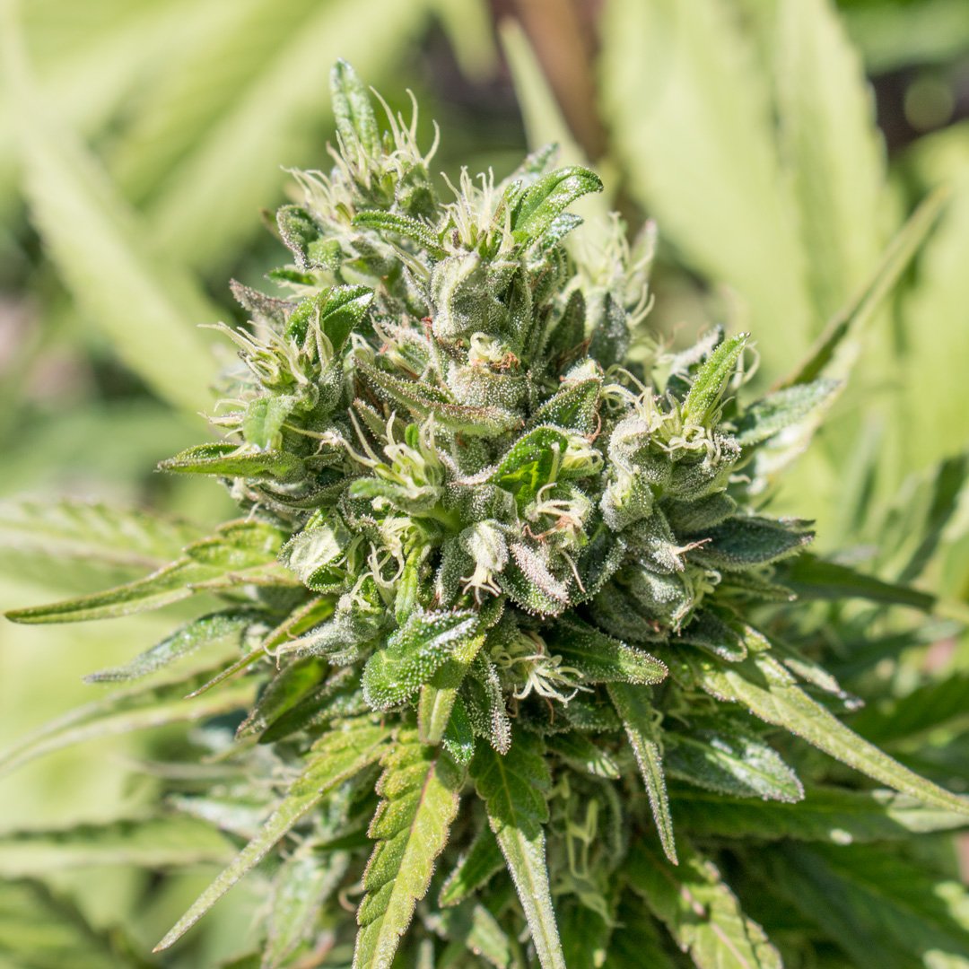 We only support ethical cannabis production, no chemicals, 100% natural farming practices - ptbx.co/qs #mmj #cannabis #natural