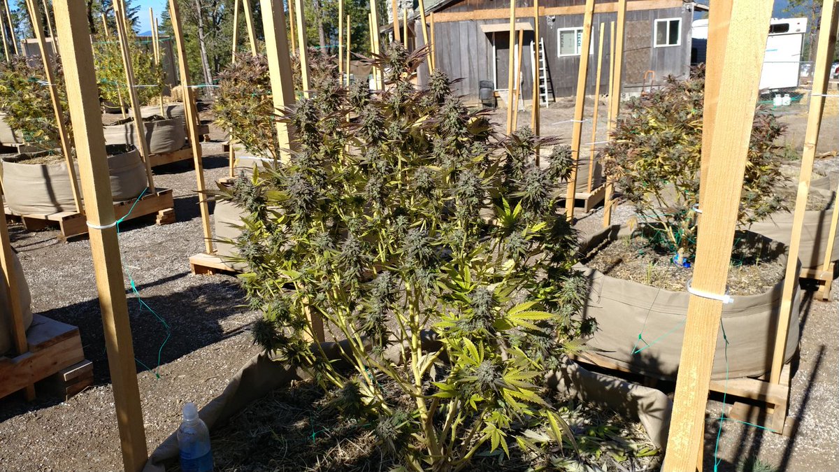 futurelandcorp's tweet photo. Groovy Groves, LLC and FutureLand Corp. have a harvest underway! https://t.co/h4yGdSteJa