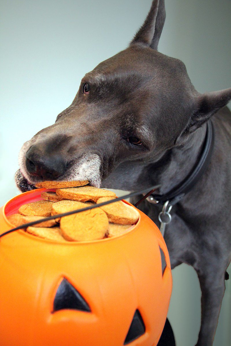 #Halloween is almost here, so we put together these #PetSafetyTips to ensure the well-being of your pets! bit.ly/2hZX6y4 #Halloween