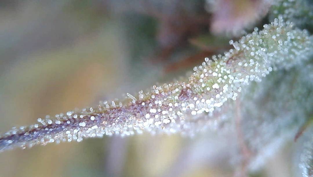 futurelandcorp's tweet photo. Groovy Groves, LLC and FutureLand Corp. have a harvest underway! https://t.co/h4yGdSteJa