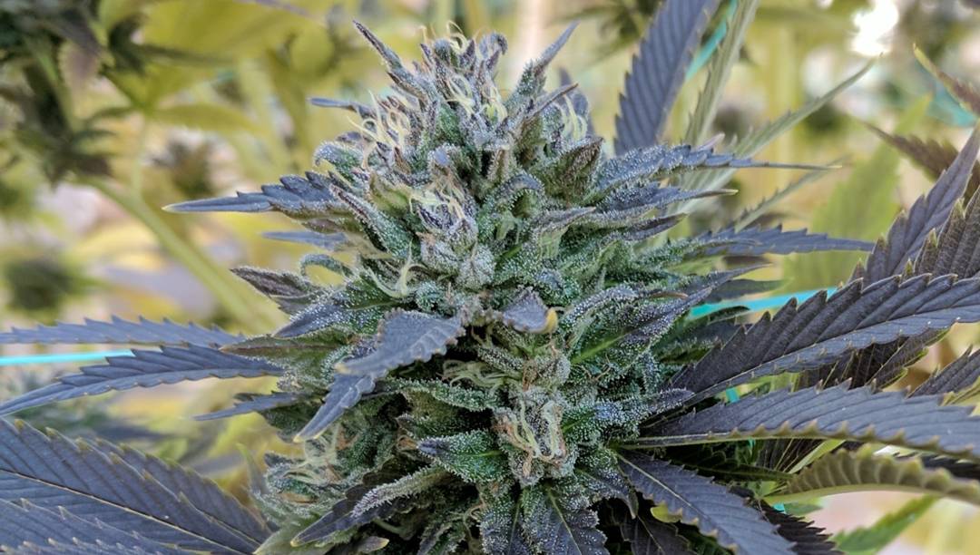 futurelandcorp's tweet photo. Groovy Groves, LLC and FutureLand Corp. have a harvest underway! https://t.co/h4yGdSteJa
