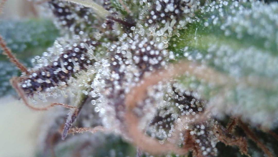futurelandcorp's tweet photo. Groovy Groves, LLC and FutureLand Corp. have a harvest underway! https://t.co/h4yGdSteJa