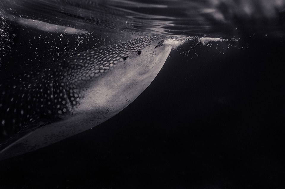 SylviaEarle's tweet photo. Knowing is the key to caring, and with caring there is hope. https://t.co/JKDnhpohqL