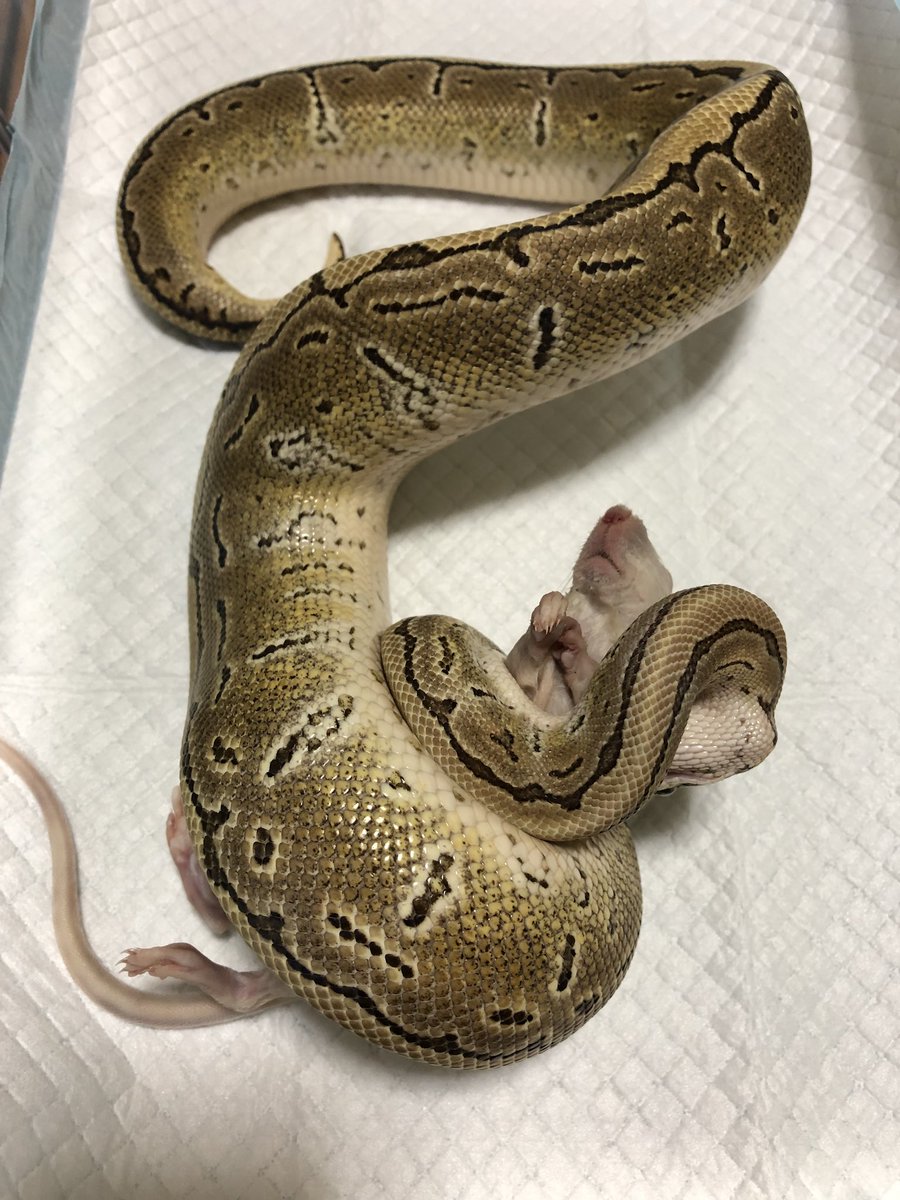 ballpython_'s tweet image. レモンブラスト