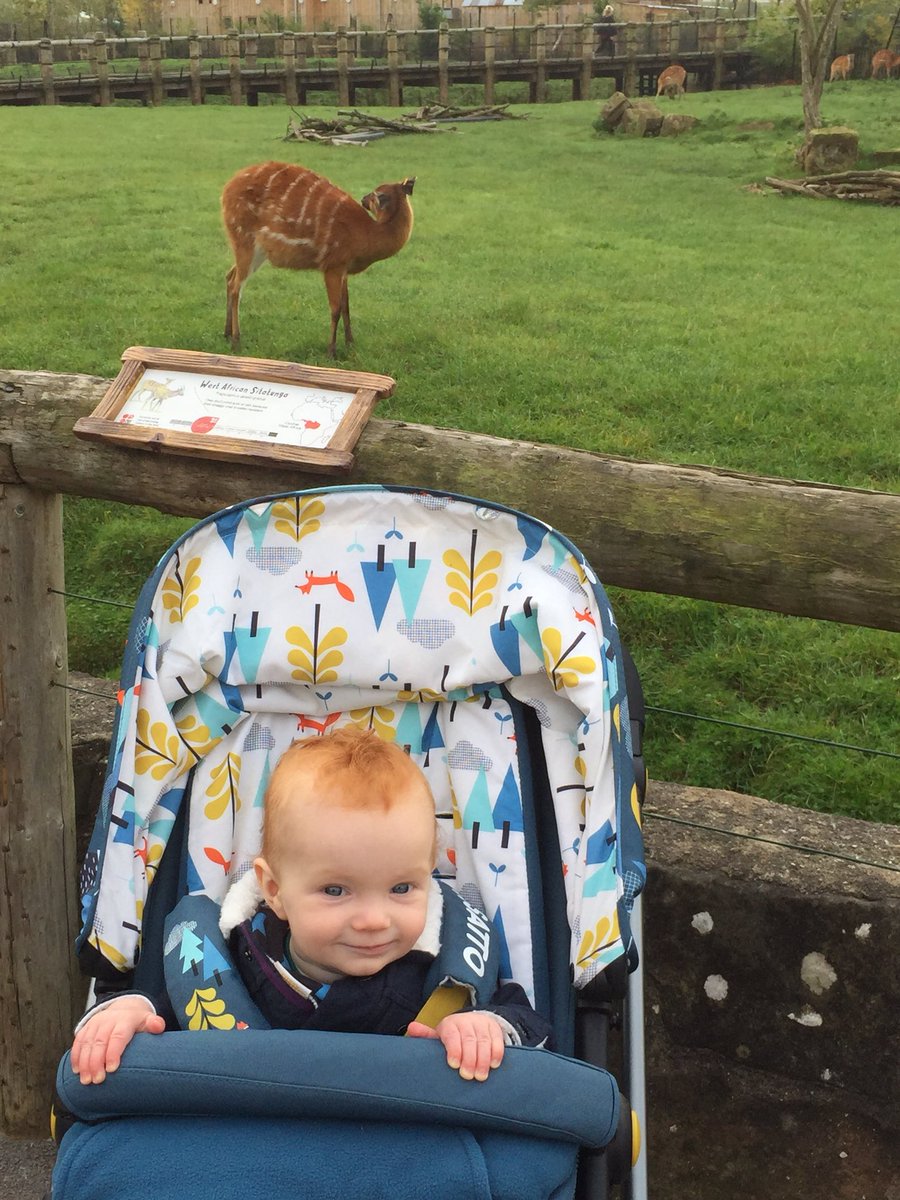 mamaandlilbear's tweet photo. Only two days left of Mat leave 😥 spent today @chesterzoo with little Bear 🐻 #chesterzoo #endofmatleave #backtoworkFriday #matleave https://t.co/wIg2LBnfdo