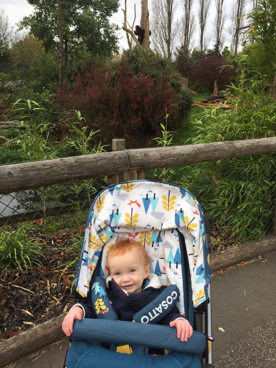 mamaandlilbear's tweet photo. Only two days left of Mat leave 😥 spent today @chesterzoo with little Bear 🐻 #chesterzoo #endofmatleave #backtoworkFriday #matleave https://t.co/wIg2LBnfdo
