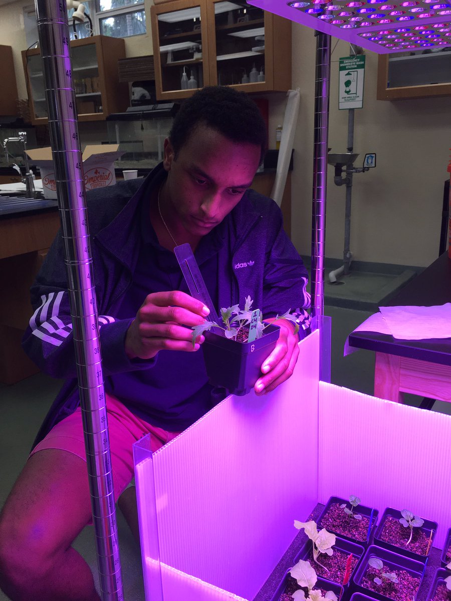 RansomScience's tweet photo. At the beginning of the second week our tallest plant was the Mizuna at just under seven centimeters. @FairchdChallnge @GrowBeyondEarth https://t.co/MpFtYWyOCX