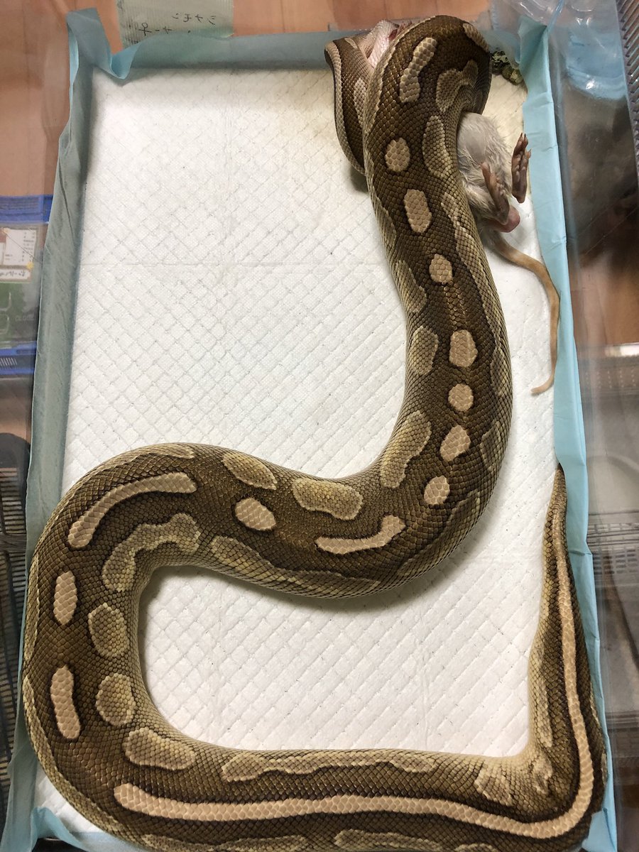 ballpython_'s tweet image. シナモンレッサー