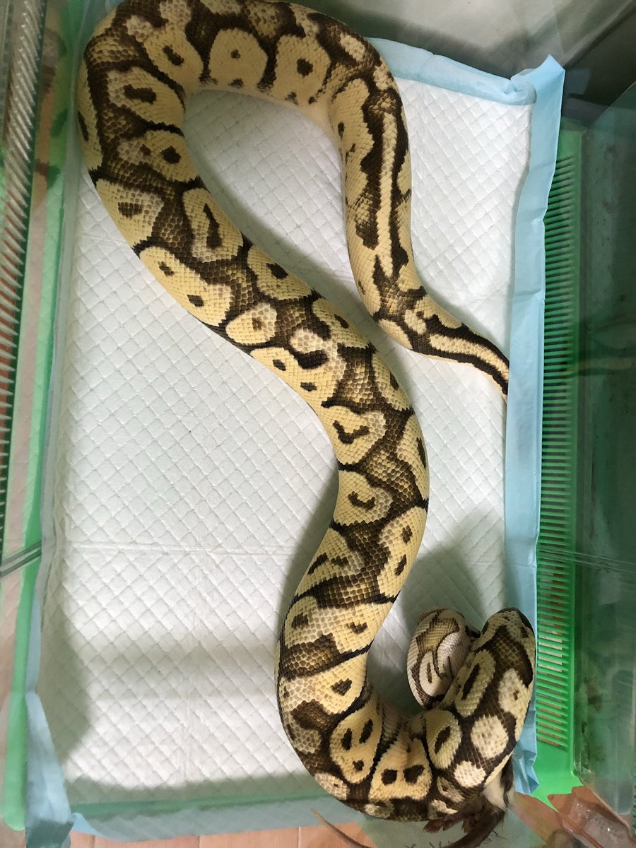 ballpython_'s tweet image. スーパーフライ