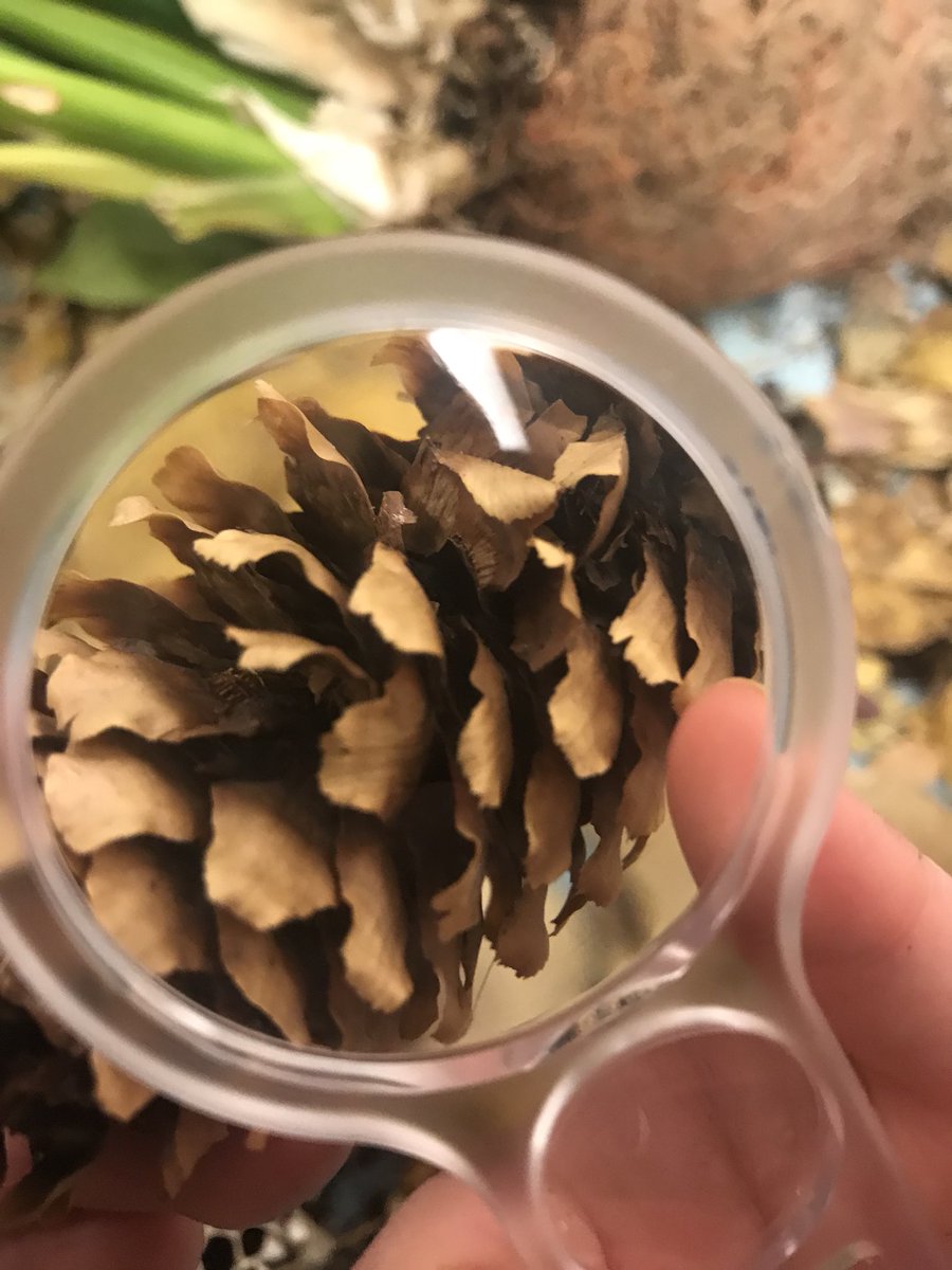 maternelle_kg's tweet photo. Ask me about my discoveries in the science center ! #eviroed https://t.co/mNm99KWL2K