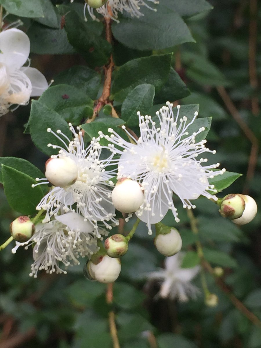 PaulEdulis's tweet photo. Luma chequen - flowering now! Probably the hardiest myrtle https://t.co/0ojIQYTyqT