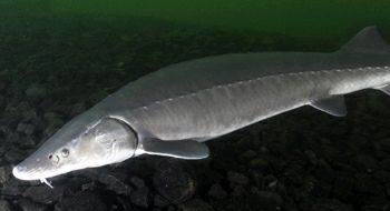New York State Drafts Plan To Protect Lake Sturgeon -  bit.ly/2xI3trH