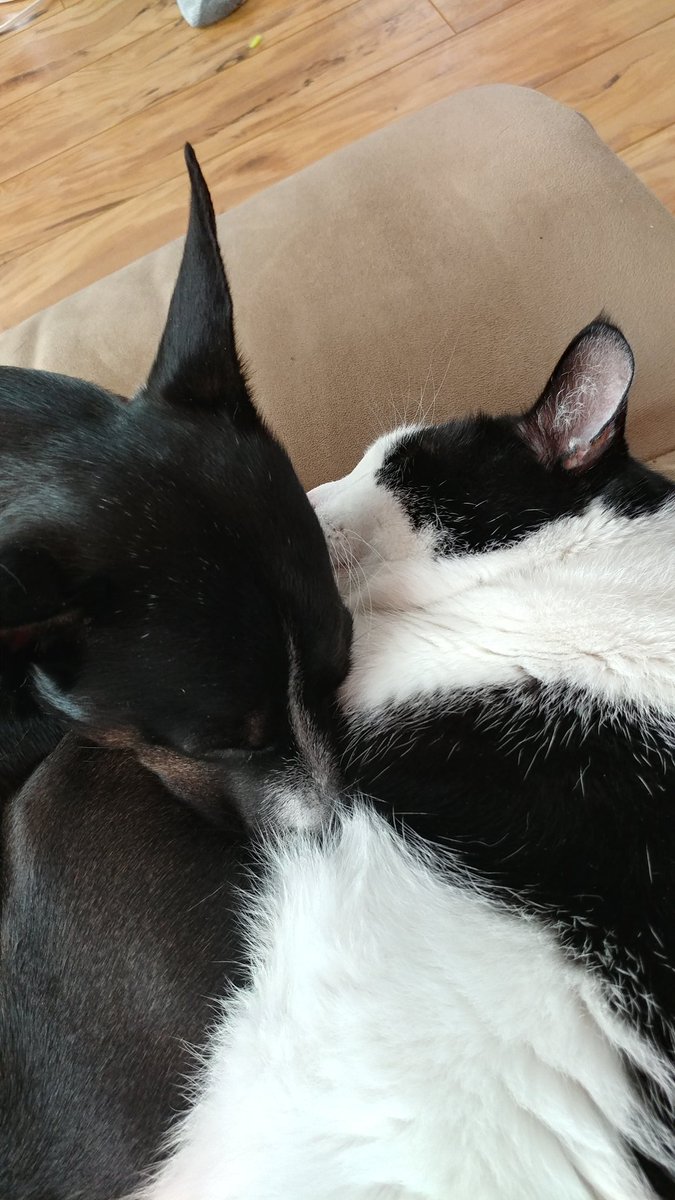 Oreothedog2's tweet photo. Oreo seeks comfort from his fat cat to help in recovering from the dreaded octopus attack. #octogate #wussydog https://t.co/N12Hn9qLRi
