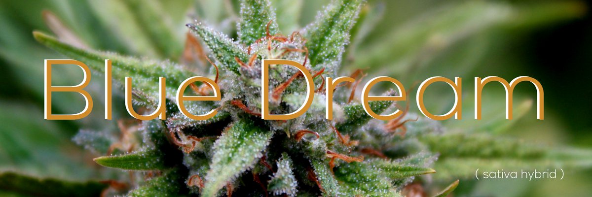 Happy #wcw! Today, we are crushing on the legendary lady, Blue Dream! 

#lossuenosfarms #WomanCrushWednesday #bluedream #legaweed #marijuana