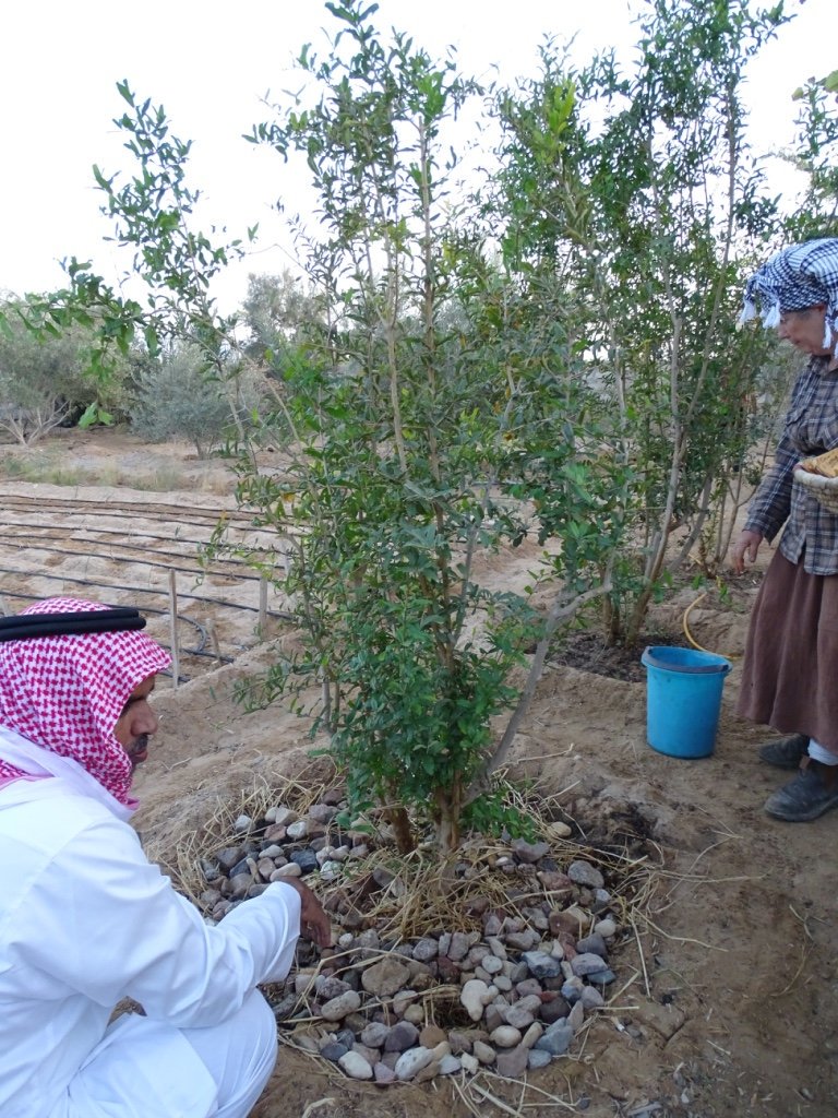 muhammedalahmr's tweet photo. #slow_food #clean_food
#good_food #fair_food
You must know where your food comes from ?
#sinai #nuweiba https://t.co/U21vhxshwK