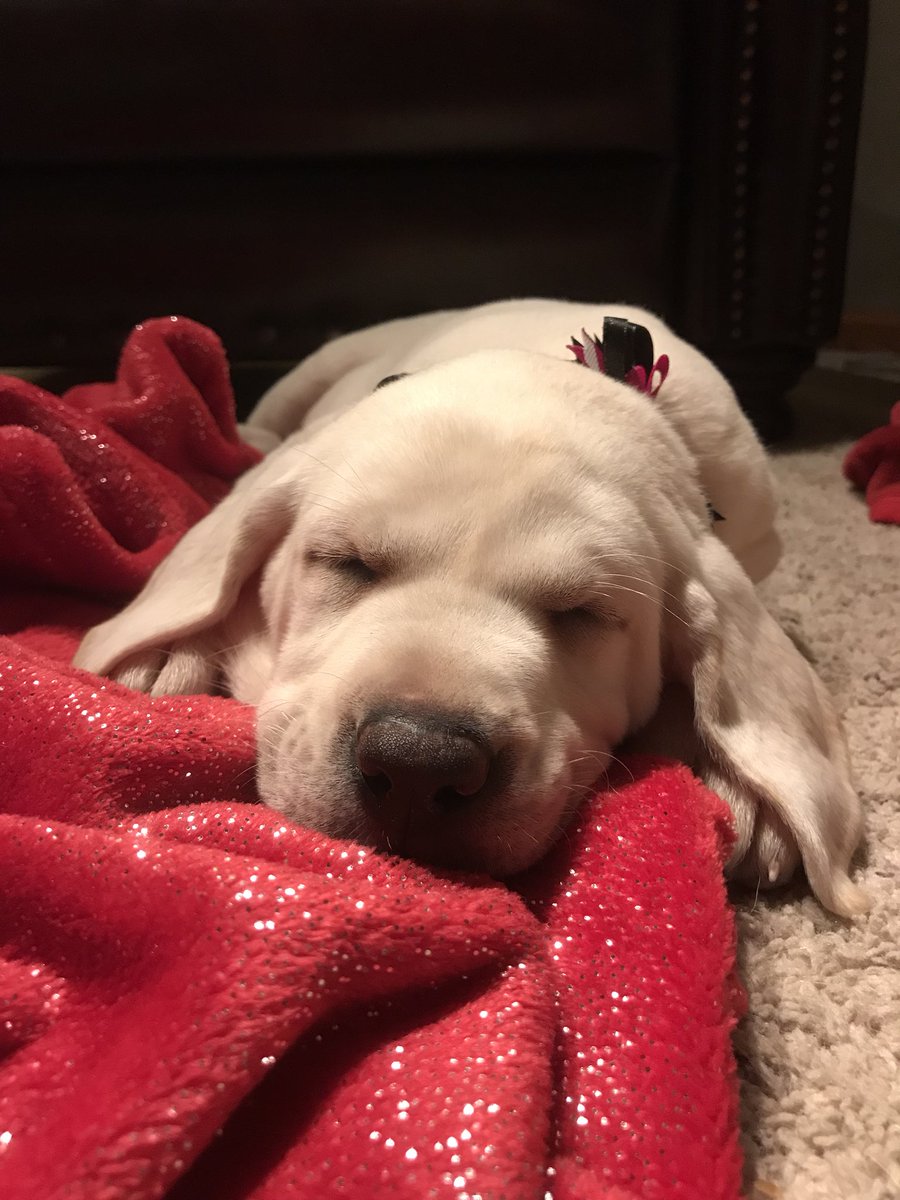 BrookeIsBauman's tweet photo. ISO someone with a professional camera to take baby pictures of Paisley. Will pay with cash and puppy kisses! 🐶💕 https://t.co/oJdHMNV2qE