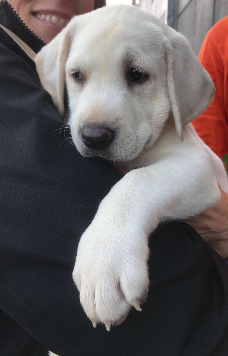 BrookeIsBauman's tweet photo. ISO someone with a professional camera to take baby pictures of Paisley. Will pay with cash and puppy kisses! 🐶💕 https://t.co/oJdHMNV2qE