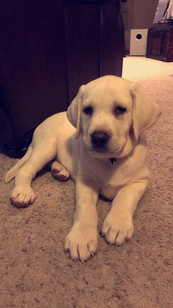 BrookeIsBauman's tweet photo. ISO someone with a professional camera to take baby pictures of Paisley. Will pay with cash and puppy kisses! 🐶💕 https://t.co/oJdHMNV2qE
