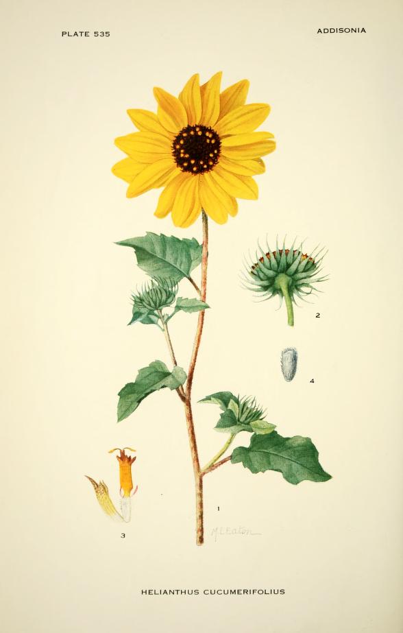 Haliotis94's tweet photo. Addisonia : colored illustrations and popular descriptions of plants. by N.Y. Bot Garden V.16 (1931) @BioDivLibrary https://t.co/GncaQKOO34 https://t.co/V0PHbibUK0
