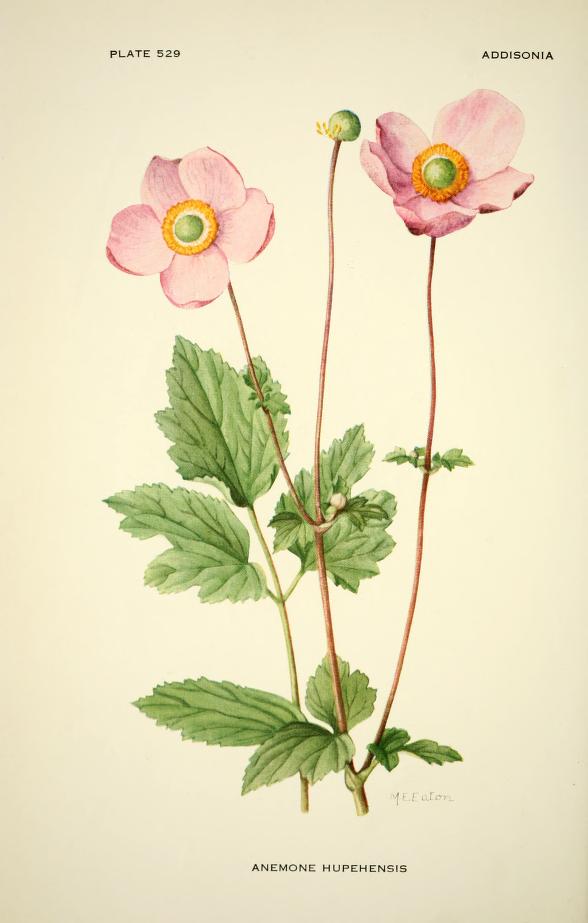 Haliotis94's tweet photo. Addisonia : colored illustrations and popular descriptions of plants. by N.Y. Bot Garden V.16 (1931) @BioDivLibrary https://t.co/GncaQKOO34 https://t.co/V0PHbibUK0