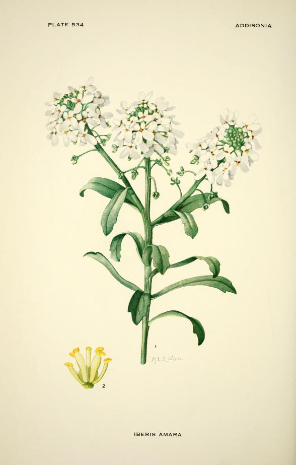 Haliotis94's tweet photo. Addisonia : colored illustrations and popular descriptions of plants. by N.Y. Bot Garden V.16 (1931) @BioDivLibrary https://t.co/GncaQKOO34 https://t.co/V0PHbibUK0