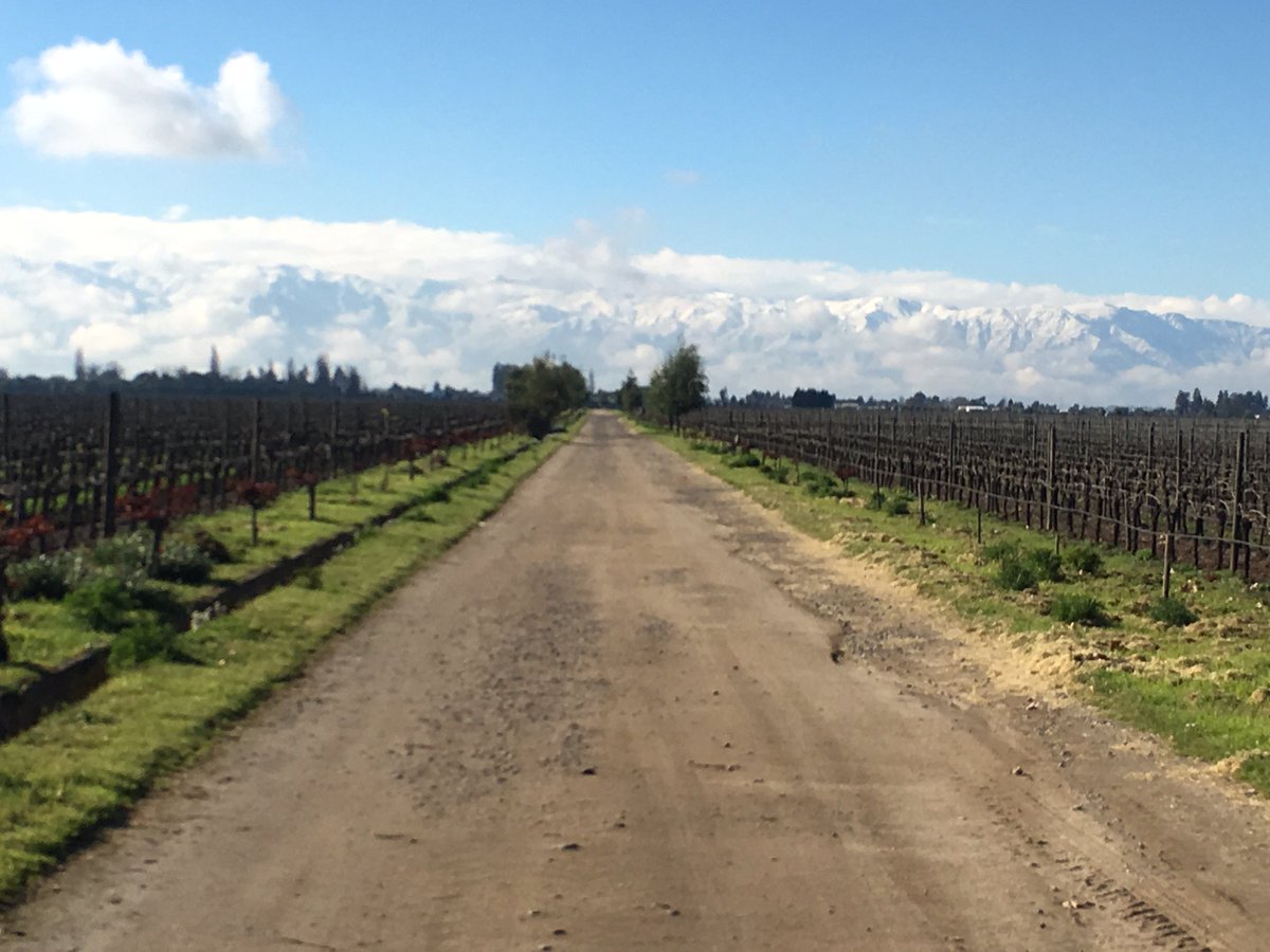 VirginWines's tweet photo. We may be hurtling towards Winter, but Spring has sprung for our friends in Chile. Here are some pics from Maipo. #Chile #Spring #Vineyard https://t.co/ecFHgzaUBU