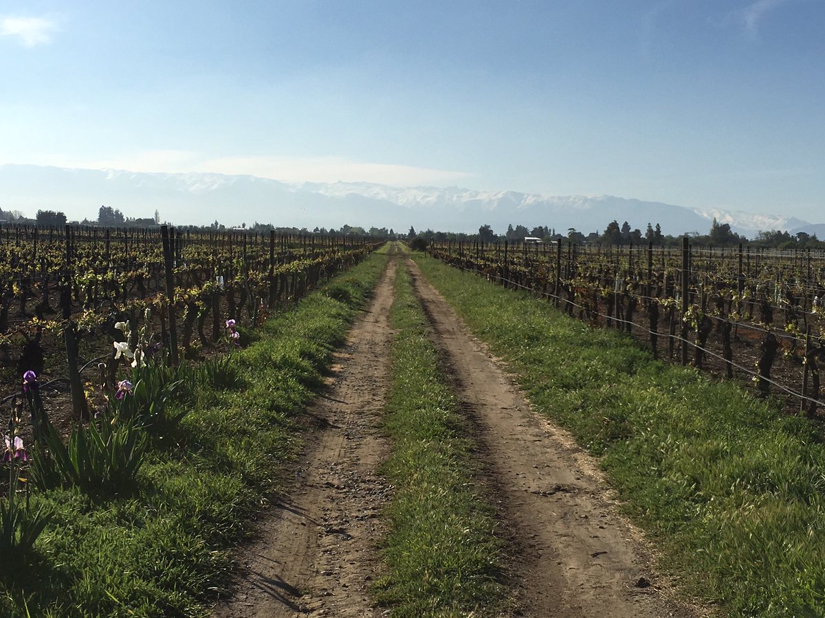 VirginWines's tweet photo. We may be hurtling towards Winter, but Spring has sprung for our friends in Chile. Here are some pics from Maipo. #Chile #Spring #Vineyard https://t.co/ecFHgzaUBU