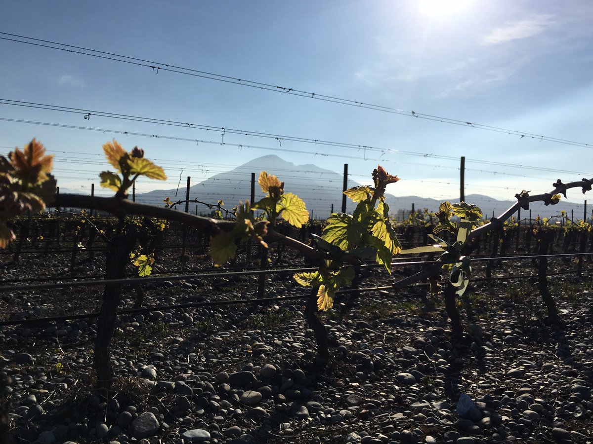 VirginWines's tweet photo. We may be hurtling towards Winter, but Spring has sprung for our friends in Chile. Here are some pics from Maipo. #Chile #Spring #Vineyard https://t.co/ecFHgzaUBU
