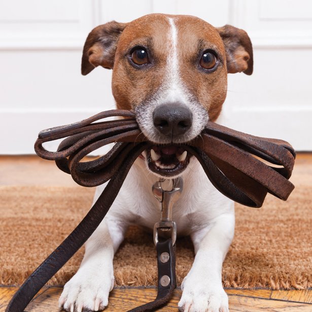BeccasPet's tweet photo. Many new dog owners think every dog is friendly. Get your dog used to socializing by taking them for walks and going out to a dog park. https://t.co/sVHYS9gN9c