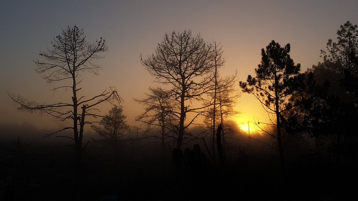 Un départ à la frontale à l'occasion de ce bel été indien et la nature vous sourit... #25bosses #trailrunning #sport #fontainebleau #3pignons #découverte