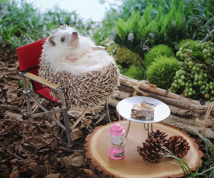 marisaschein's tweet photo. A break from the seriousness of the world is necessary. Thank you Azuki the hedgehog. U are living your best life. 
https://t.co/7Z5X8mkBge https://t.co/UEy7HgjVhe