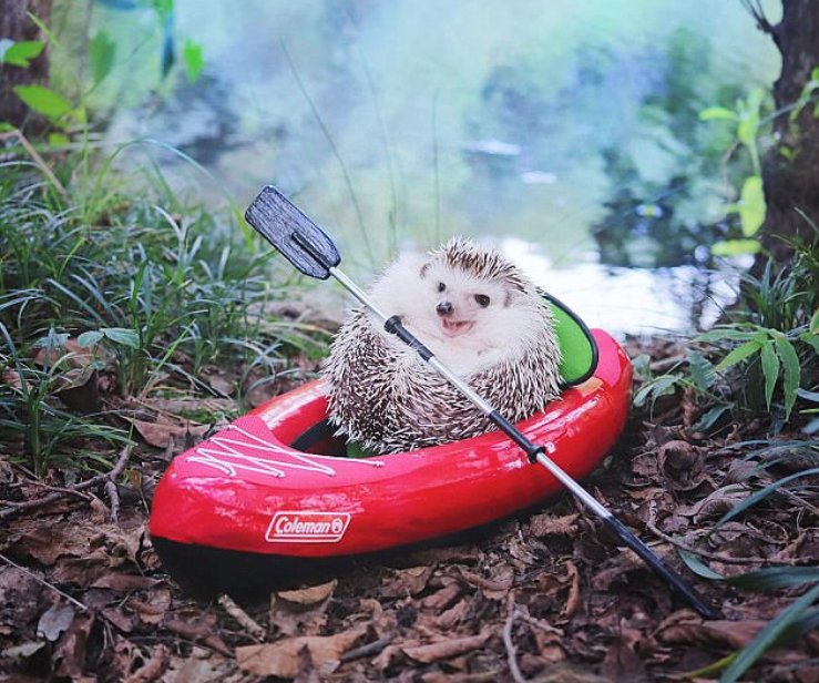 marisaschein's tweet photo. A break from the seriousness of the world is necessary. Thank you Azuki the hedgehog. U are living your best life. 
https://t.co/7Z5X8mkBge https://t.co/UEy7HgjVhe
