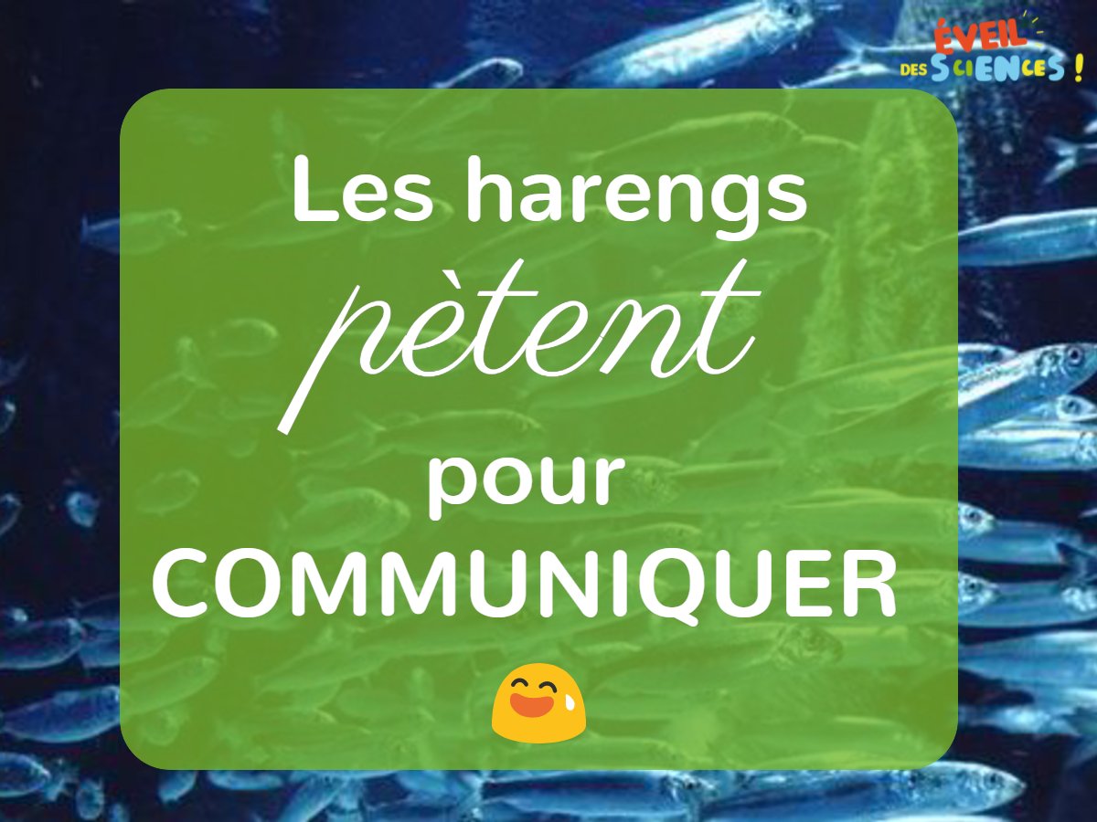 #EveilTonMercredi Les #harengs pètent pour #communiquer #sciences #insolite #étonnant #nature ow.ly/UuRh30fXAyX