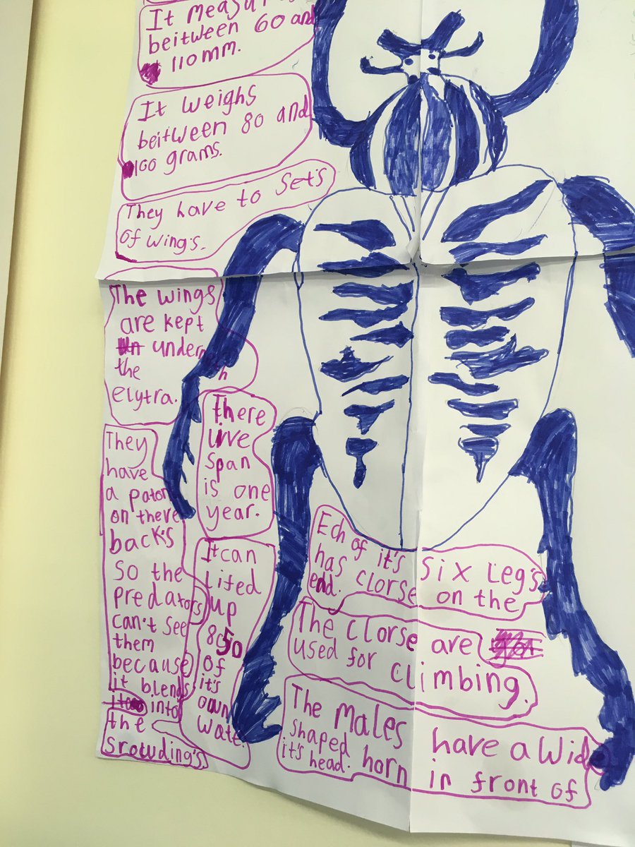 SallyAnn_Spence's tweet photo. Checking out the fantastic 'minibeast' homework displayed on a school classroom wall - this is definitely A grade! #ColeopteristInTheMaking https://t.co/bHOIeeeDJa