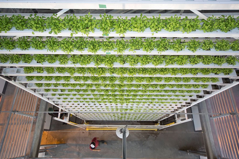 basil_grower's tweet photo. The keys to predictable #urbanfarming with Penny McBride, founder of vertical harvest Jackson hole: 

> https://t.co/CtPYa0tSop https://t.co/XzcbPlClaN