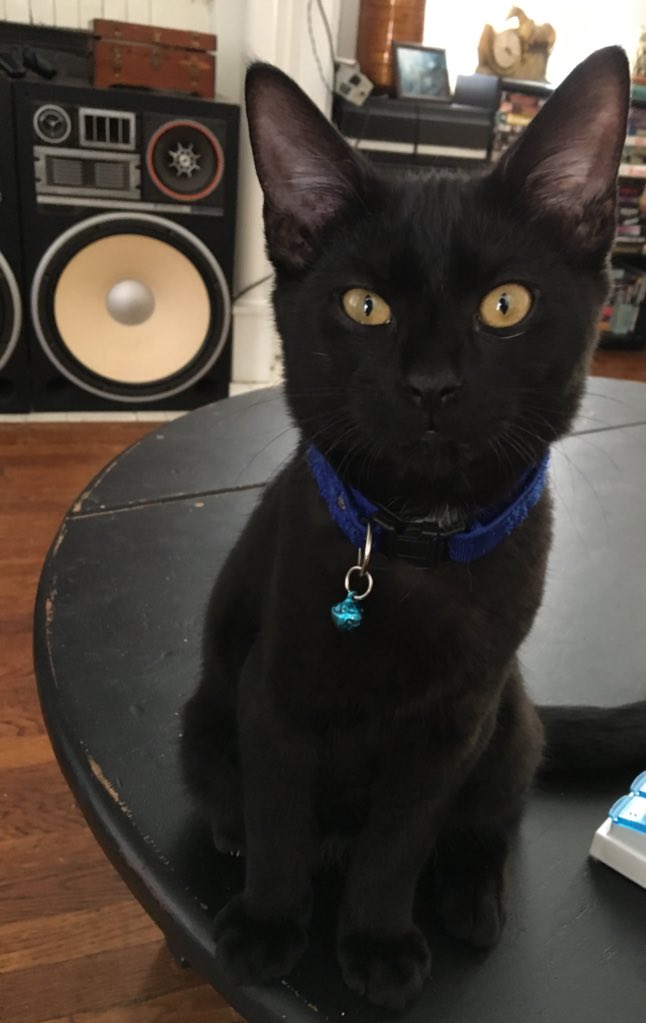 trustfallva's tweet photo. @gloomgaze i’ll bring my cat Bungus and we can party! https://t.co/GwnD1amDMw