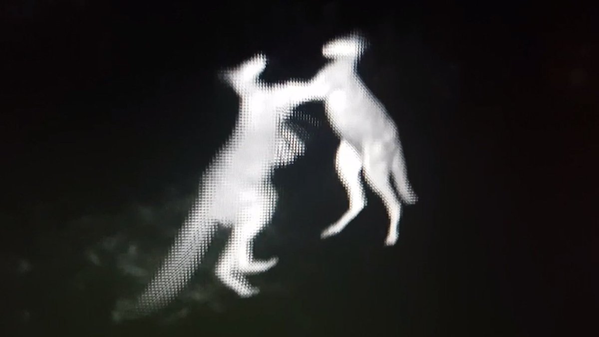 FoxNews's tweet photo. Fighting kangaroos attack each other in brawl captured on video (via @travfed)  https://t.co/V30gcWtQXh https://t.co/Cmo9eu41jP