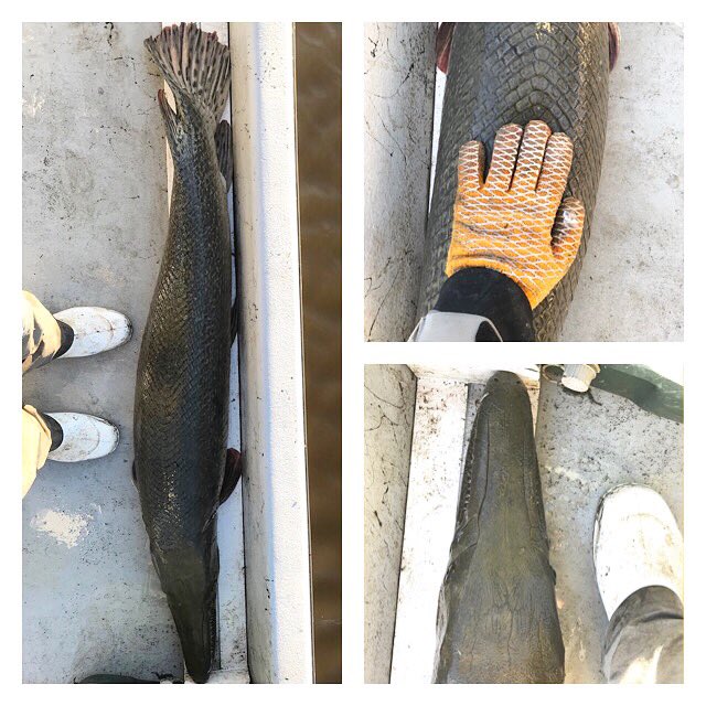 TexasSharks_JD's tweet photo. Gotta love seeing a healthy almost 2 meter Alligator Gar back in the marsh! #girth #Aspatula Eh @SolomonRDavid !?? https://t.co/RiI18CSbhV