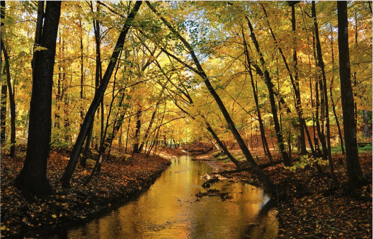 CaptureMN's tweet photo. That golden light of #autumn mesmerizes. Was there ever a prettier season?

Photo credit: "Golden Arches" by Mark Larson https://t.co/OMw7KhXj2j