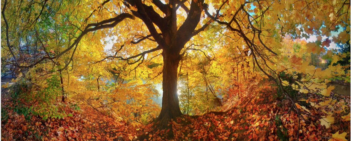 CaptureMN's tweet photo. #Autumn maples are the trees of life. Here's to a weekend of amazing fall captures!

Photo credit: "Fall Is Fantastic" by Donnie Durenberger https://t.co/YPtiyEiEF2