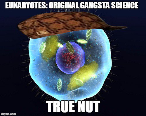 Straub_Science's tweet photo. Yesterday in class we were looking at the etymology of the word Eukaryote.  So was born Gangsta Science https://t.co/wdvZJ300bn