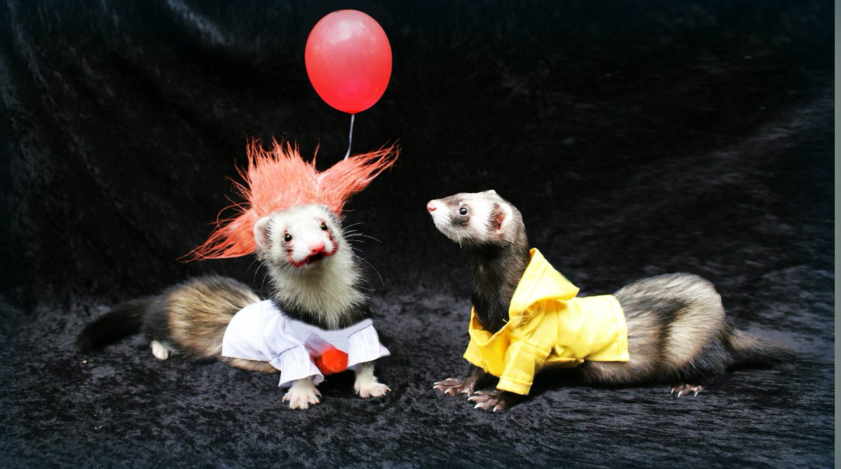 MarshallPet's tweet photo. I bet I can cheer him up! I'll give him a balloon. (Inspired by the movie, It) https://t.co/XIWLWIFDhE #ferrets Photo: Dietra D. https://t.co/EQPInuCtwF